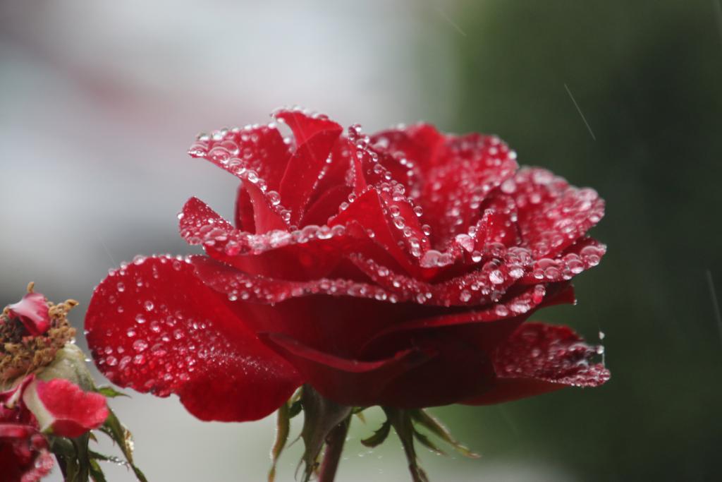 Rose at Portland Meadows in the rain. (Julie June Stewart photo)